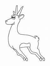 Gazelle Newt Gazelles Coloringhome sketch template