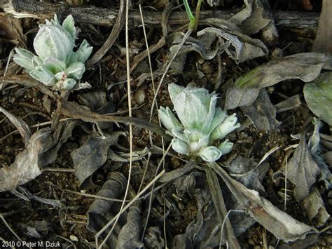 antennaria plantaginifolia plantain leaved pussytoes minnesota wildflowers