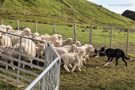 dog herding sheep   paddock herding sheep herding sheep