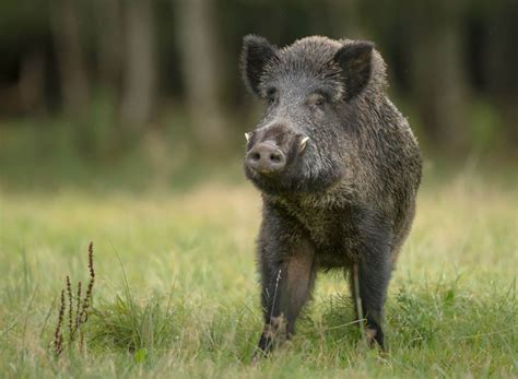 drug dealers stash thousands worth  cocaine  forest wild boars