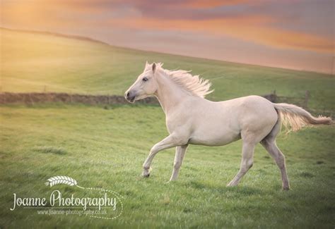 horse photography  liberty macclesfield cheshire