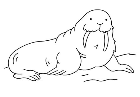 walrus marine mammals coloring sheet