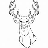 Coloring Pages Deer Print Color Tailed Animal Library Clipart Head Whitetail sketch template