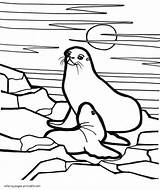 Coloring Pages Seal Animals Printable Sea Baby sketch template
