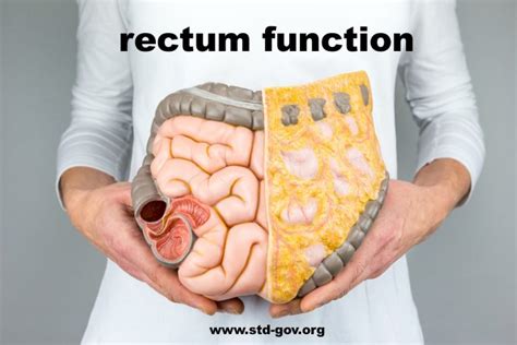 rectum function anatomy disorders cancer prevention pictures