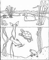 Pond Habitat Getcolorings Wetland Busy sketch template