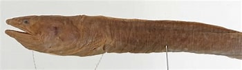 Afbeeldingsresultaten voor Panturichthys fowleri Anatomie. Grootte: 350 x 102. Bron: fishbiosystem.ru