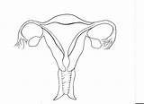 Reproductive Unlabeled Ovary Organ Getdrawings Organs Sexinfo Cattle Reproduction sketch template