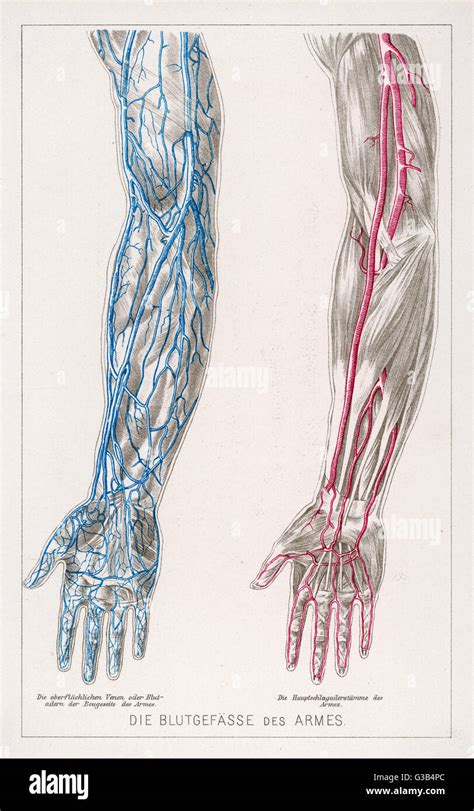 diagramm das netz der venen und arterien  den armen zu zeigen