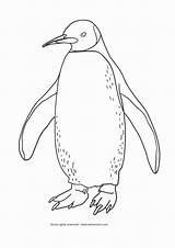 Coloring Penguin Emperor sketch template
