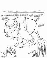 Coloring Bison Kids Pages American Animal Native Plains North Sheets Wild Activity Crafts Great Animals America Buffalo Printable Americans Print sketch template
