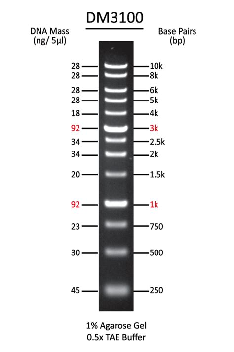 Smobio Technology Excelband 100bp 3k Dna Ladders Ready To Use