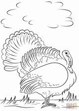 Pavo Supercoloring Turkeys sketch template