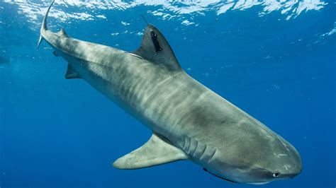 tiger shark  ocearch tracker travels    miles confirms