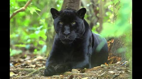 felinos la pantera negra black panther youtube