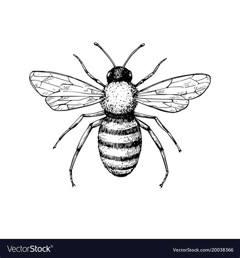 honey bee vintage vector drawing hand drawn isolated insect sketch