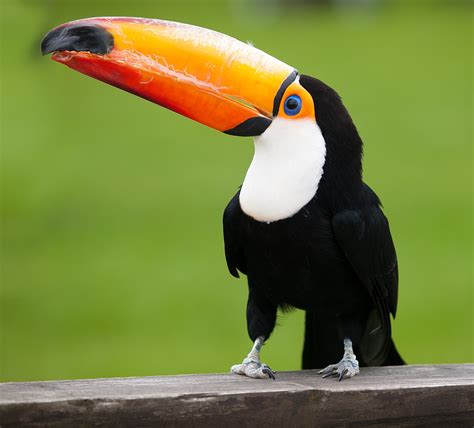 list  toucans wikipedia