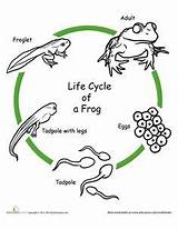 Lifecycle Tiddalick Preschool Frogs sketch template