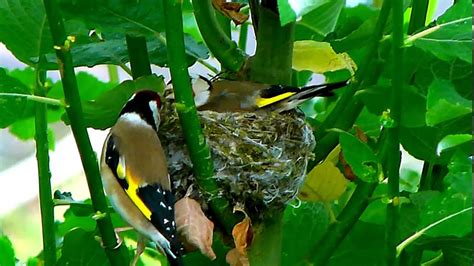 goldfinch nest youtube