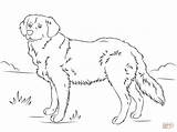 Golden Retriever Coloring Pages Dog Printable Dogs Lab Cute Drawing Print Retrievers Puppies Puppy Color Labrador Supercoloring Super Book Getcolorings sketch template