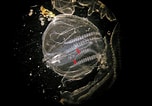 Afbeeldingsresultaten voor "mnemiopsis Maccradyi". Grootte: 152 x 106. Bron: scitechdaily.com