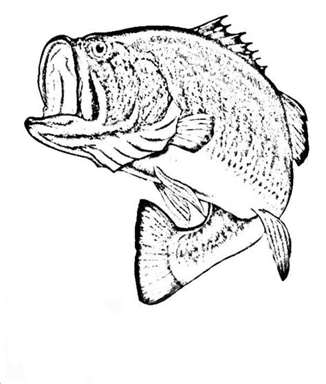 coloring page bass fish bass clipart clipartioncom largemouth