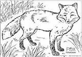 Colouring Fox Pages Wildlife Coloring Foxes Kids British Print Animals Badger Pdf Activity Large Realistic Printable Cat Activityvillage Animal Af sketch template