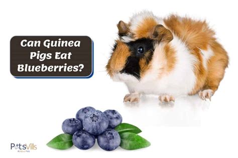 guinea pigs eat blueberries benefits risks