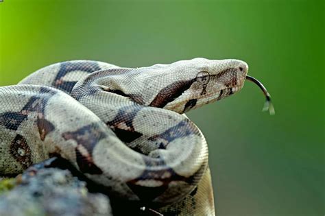 colombian red tail boas boa constrictor imperator