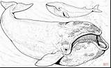 Whale Blue Cute Drawing Whales Coloring Pages Getdrawings sketch template