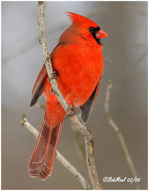 northern cardinal cardinalis cardinalis bomo