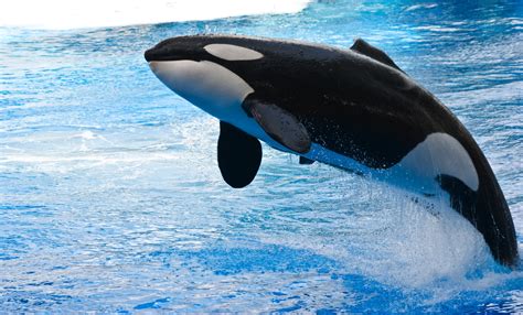 orca animals whale water jumping wallpapers hd desktop  mobile