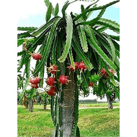 red dragon fruit pitaya  fruit plant orchidwala