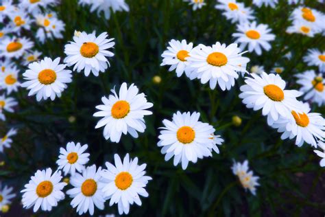 daisy flower royalty  stock photo