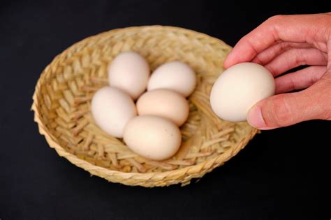 Segudang Manfaat Telur Ayam Kampung Yang Perlu Diketahui Official