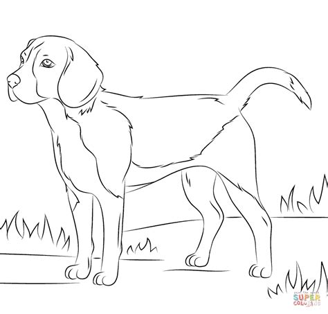 beagle dog coloring page  printable coloring pages dog coloring