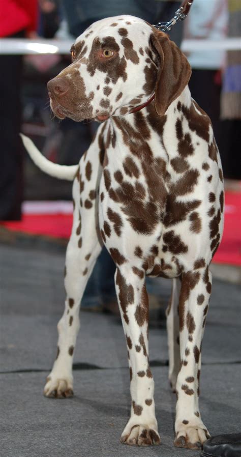 dalmatian dog breed information pictures