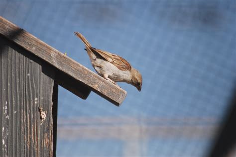 sparrow resistant bluebird houses   exist bluebird landlord