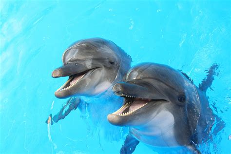 dolphin day days   year  april