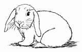 Bunny Draw Step Drawing Rabbit Coloring Drawings Realistic Pages Cute Easy sketch template