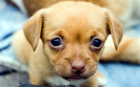 cute puppy wallpapers  images wallpapers pictures