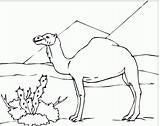 Pintar Camels sketch template