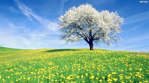photo spring tree blossoming blossoms forest