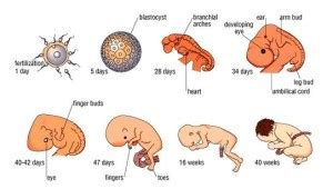 pembelajar fertilisasi  perkembangan embrio