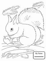 Squirrel Scaredy sketch template
