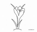 Crocus Coloring Pages Flowers Printable Dot Silhouette Painted Drawings Getcolorings 21kb 600px sketch template