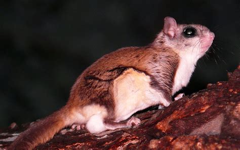 flying squirrel learn  nature