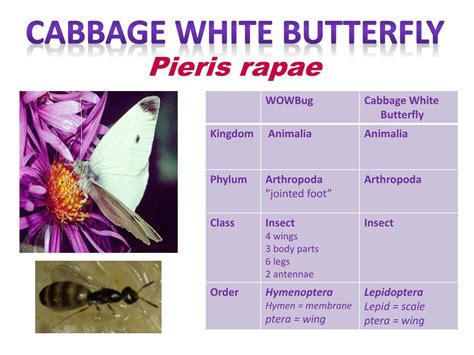 Ppt Cabbage White Butterfly Powerpoint Presentation Free Download