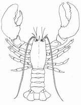 Lobster Claw Drawing Getdrawings sketch template