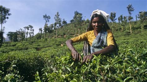 indian tea exporters cheer exemption from american